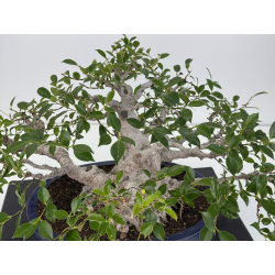 Ficus retusa I-7481 view 7