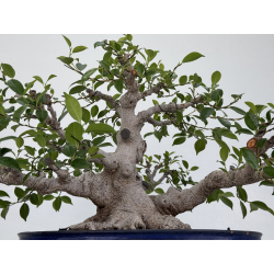 Ficus retusa I-7481 view 8