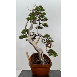 Juniperus sabina A00485