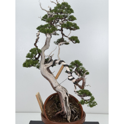 Juniperus sabina A00485 view 2