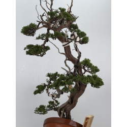 Juniperus sabina A00485 view 4