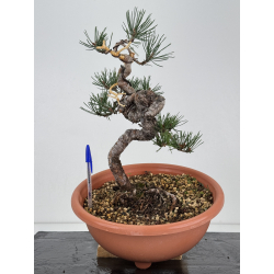 Pinus sylvestris -pino s- europeo- I-7482