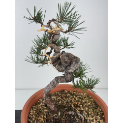 Pinus sylvestris I-7482 view 2