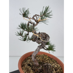 Pinus sylvestris I-7482 view 3