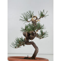 Pinus sylvestris I-7482 view 4