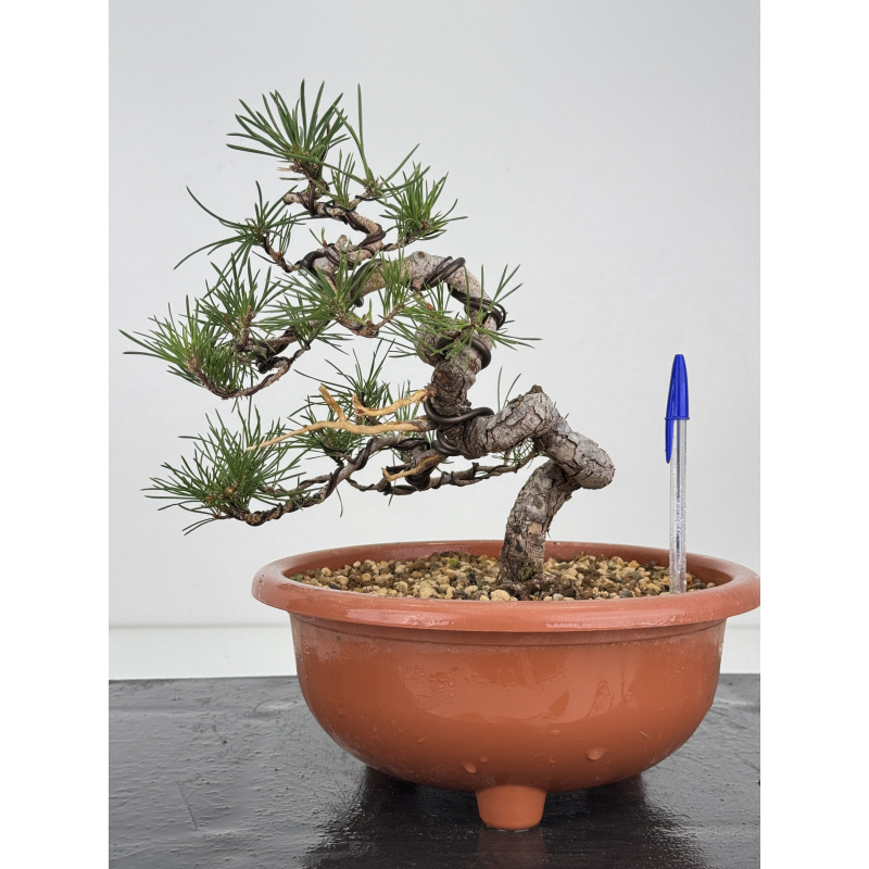 Pinus sylvestris I-7483