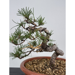 Pinus sylvestris I-7483 view 2