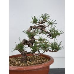 Pinus sylvestris I-7483 view 3