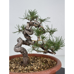 Pinus sylvestris I-7483 view 4