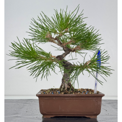 Pinus thunbergii -pino negro japonés- I-7486