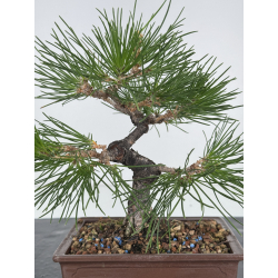 Pinus thunbergii  I-7486 view 2