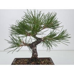 Pinus thunbergii  I-7486 view 3