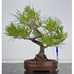 Pinus densiflora (pino rojo japonés) I-7488