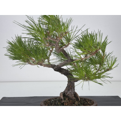 Pinus densiflora (pino rojo japonés) I-7488 vista 2