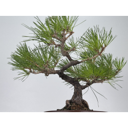 Pinus densiflora (pino rojo japonés) I-7488 vista 3