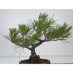 Pinus densiflora (pino rojo japonés) I-7488 vista 4