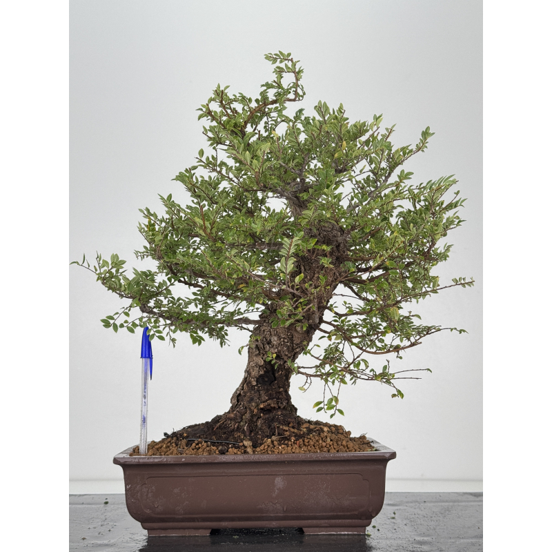 Zelkova nire I-7489