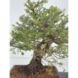 Zelkova nire I-7489 vista 2