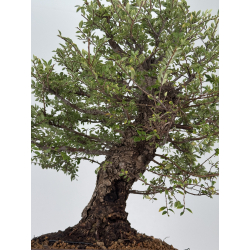 Zelkova nire I-7489 vista 3