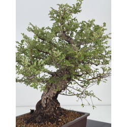 Zelkova nire I-7489 view 5