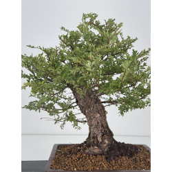 Zelkova nire I-7489 view 6