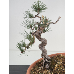 Pinus sylvestris I-7494 view 2