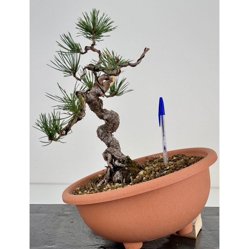 Pinus sylvestris I-7494