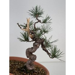 Pinus sylvestris I-7494 view 3