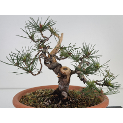 Pinus sylvestris I-7495 view 2