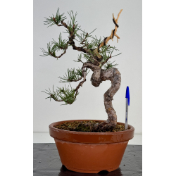 Pinus sylvestris I-7493