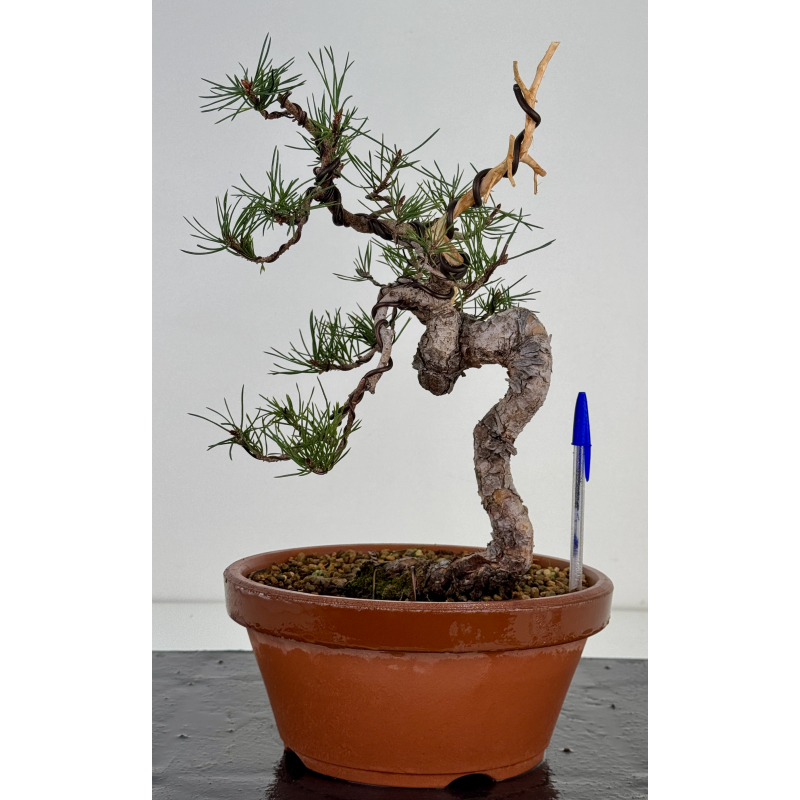 Pinus sylvestris I-7493