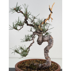 Pinus sylvestris I-7493 view 2