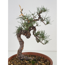 Pinus sylvestris I-7493 view 3