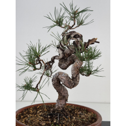 Pinus sylvestris I-7497 view 2