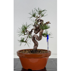 Pinus sylvestris -pino s- europeo- I-7497