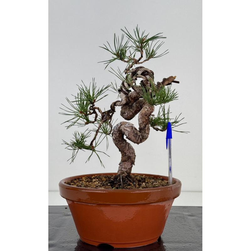 Pinus sylvestris I-7497