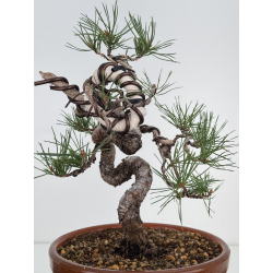 Pinus sylvestris I-7497 view 3