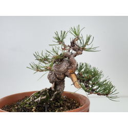 Pinus sylvestris I-7498 view 2