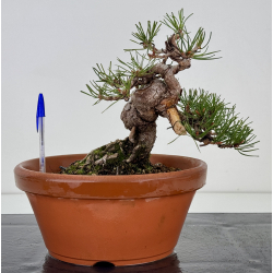 Pinus sylvestris -pino s- europeo- I-7498