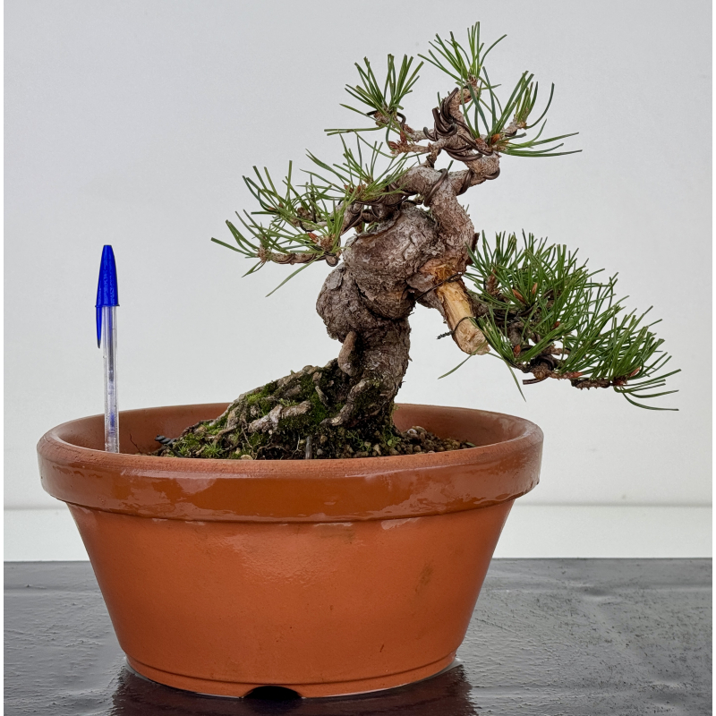 Pinus sylvestris I-7498