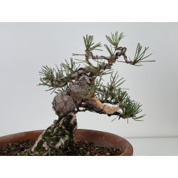 Pinus sylvestris I-7498 view 3