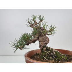 Pinus sylvestris I-7498 view 4