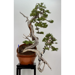 Juniperus sabina A01607