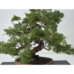 Juniperus chinensis itoigawa I-7499 view 5