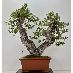 Quercus suber I-7500