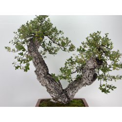 Quercus suber I-7500 view 2