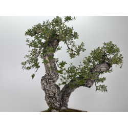 Quercus suber I-7500 view 4