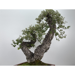 Quercus suber I-7500 view 5