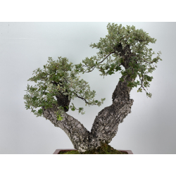 Quercus suber I-7500 view 6