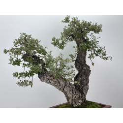 Quercus suber I-7500 view 7